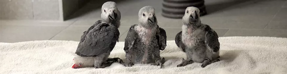 Попугаи жако